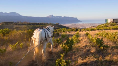 Weinreise Kapweinland – ein Paradies für Gourmets und Weinliebhaber